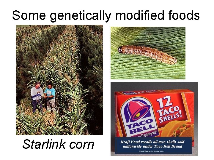 Some genetically modified foods Starlink corn 