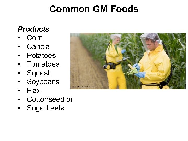 Common GM Foods Products • Corn • Canola • Potatoes • Tomatoes • Squash