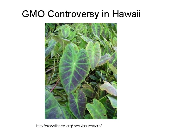 GMO Controversy in Hawaii http: //hawaiiseed. org/local-issues/taro/ 