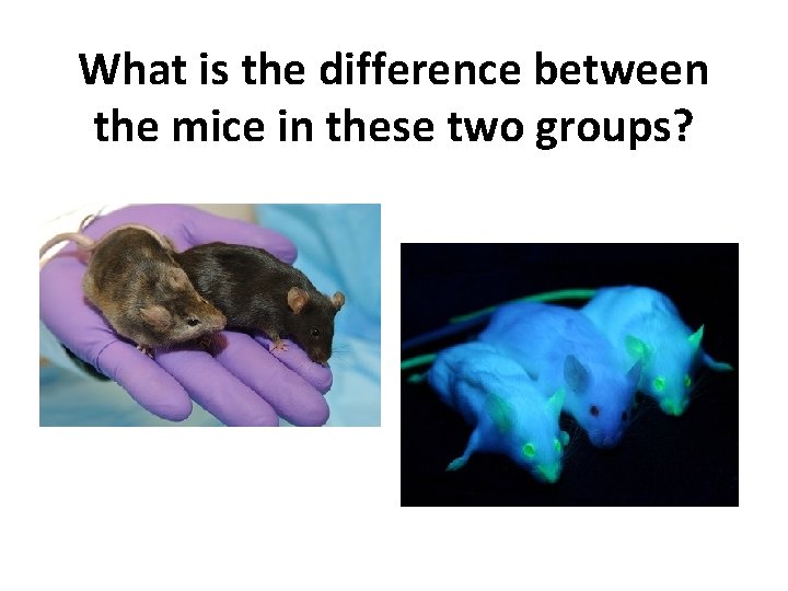 What is the difference between the mice in these two groups? 