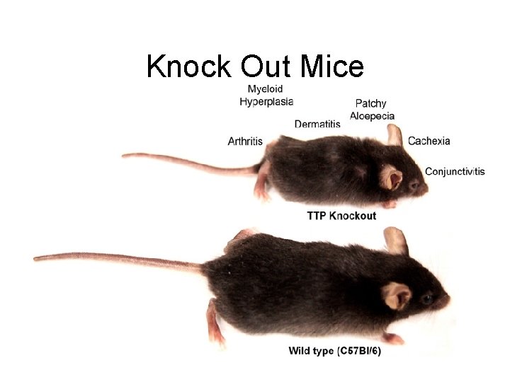 Knock Out Mice 