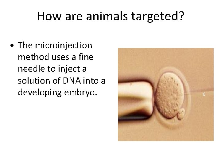 How are animals targeted? • The microinjection method uses a fine needle to inject