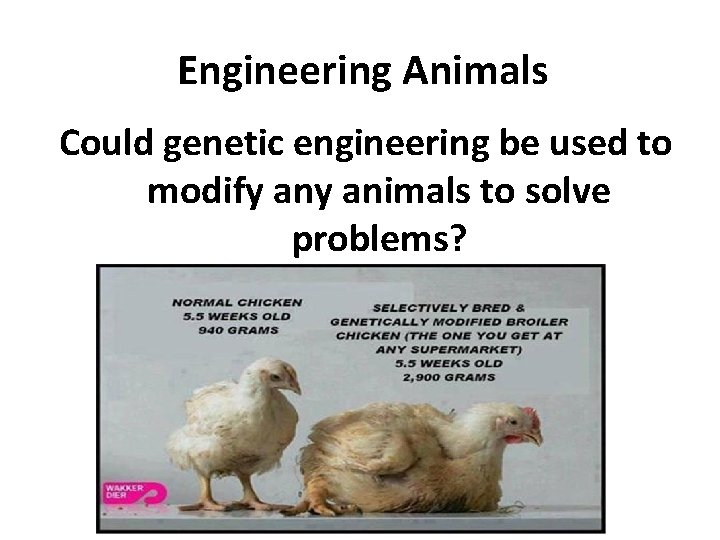 Engineering Animals Could genetic engineering be used to modify animals to solve problems? 