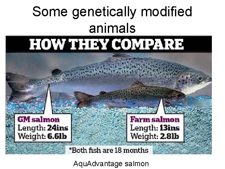 Some genetically modified animals Aqu. Advantage salmon 