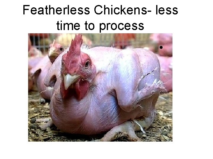 Featherless Chickens- less time to process 
