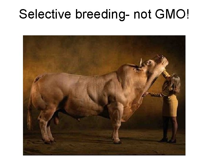 Selective breeding- not GMO! 