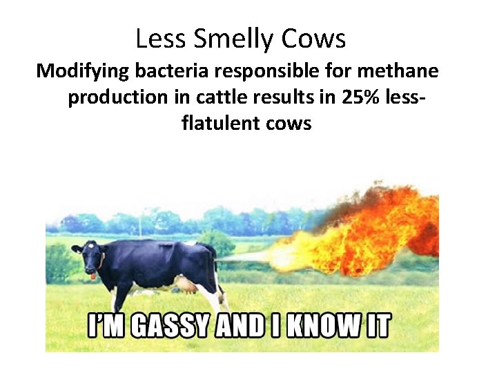 Less Smelly Cows Modifying bacteria responsible for methane production in cattle results in 25%