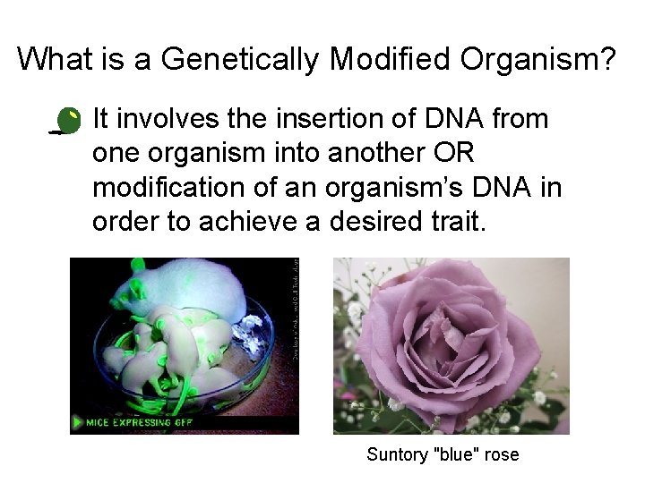 What is a Genetically Modified Organism? • It involves the insertion of DNA from