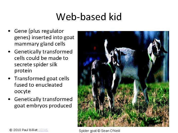 Web-based kid • Gene (plus regulator genes) inserted into goat mammary gland cells •