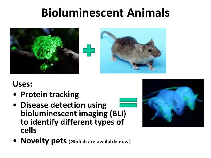 Bioluminescent Animals Uses: • Protein tracking • Disease detection using bioluminescent imaging (BLI) to