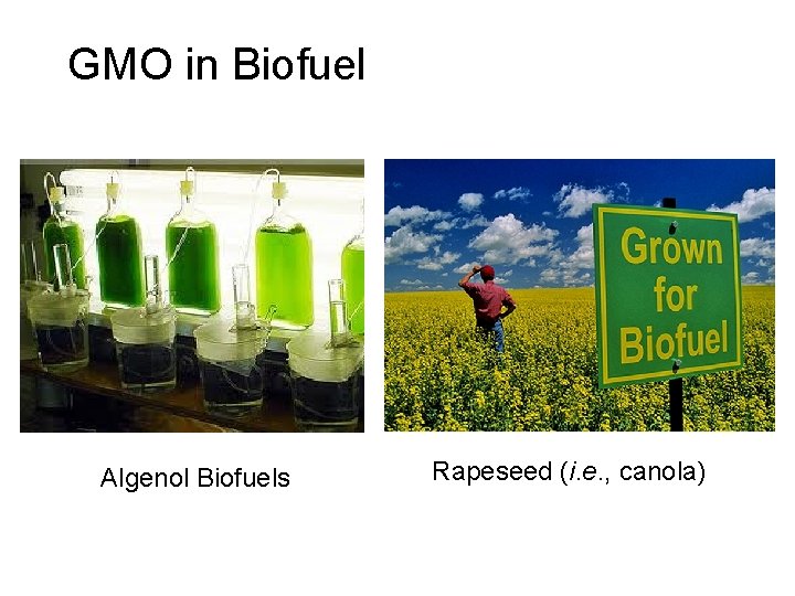 GMO in Biofuel Algenol Biofuels Rapeseed (i. e. , canola) 