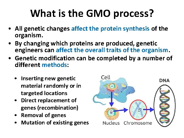 What is the GMO process? • All genetic changes affect the protein synthesis of