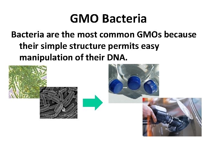 GMO Bacteria are the most common GMOs because their simple structure permits easy manipulation