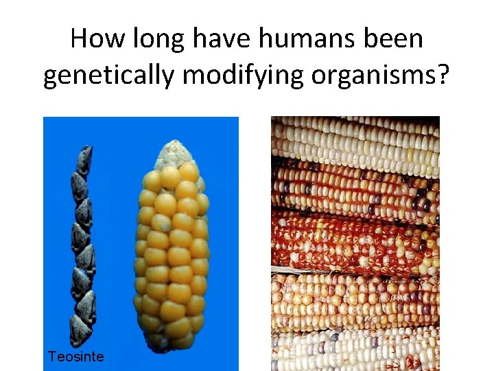 How long have humans been genetically modifying organisms? • What about in the lab?