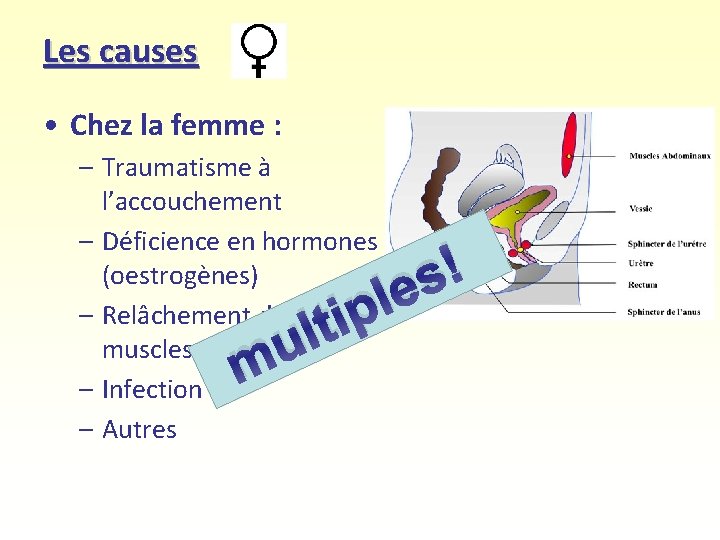 Les causes • Chez la femme : – Traumatisme à l’accouchement – Déficience en