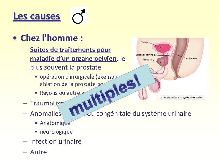 Les causes • Chez l’homme : – Suites de traitements pour maladie d’un organe