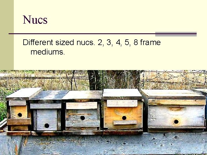 Nucs Different sized nucs. 2, 3, 4, 5, 8 frame mediums. 