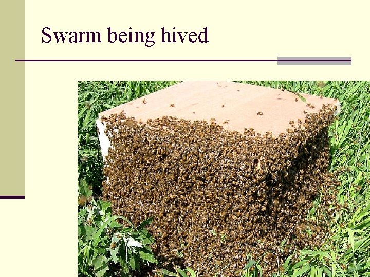 Swarm being hived 