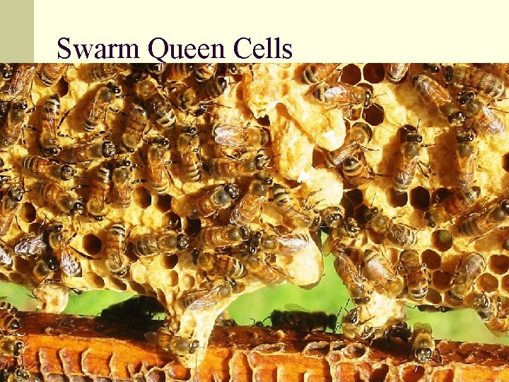 Swarm Queen Cells 