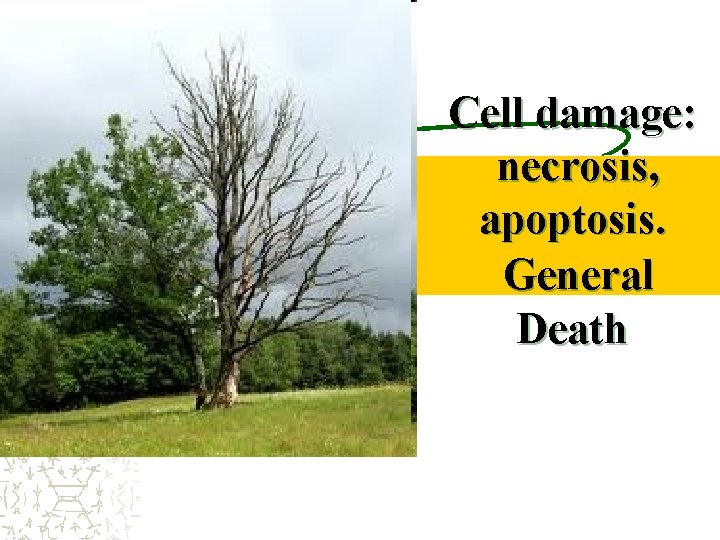 Cell damage: necrosis, apoptosis. General Death 