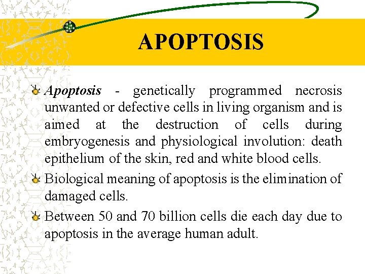 APOPTOSIS Apoptosis - genetically programmed necrosis unwanted or defective cells in living organism and