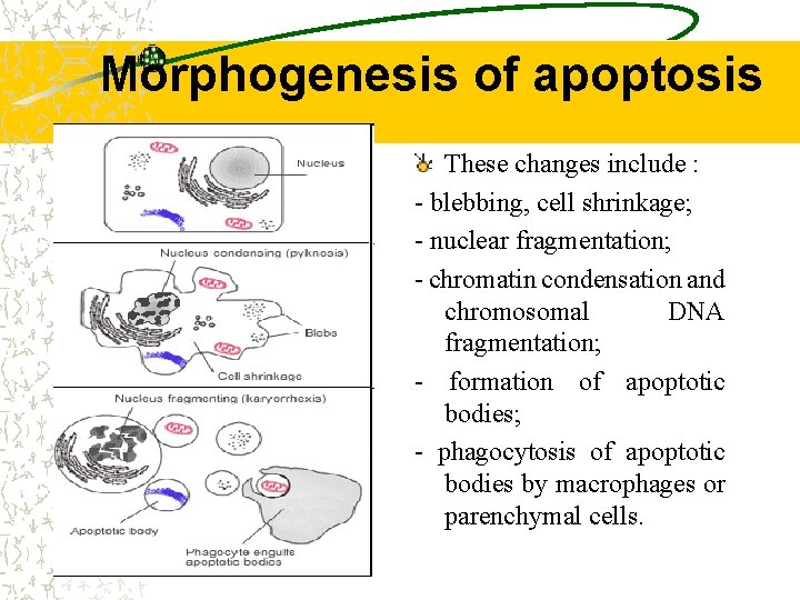 Morphogenesis of apoptosis These changes include : - blebbing, cell shrinkage; - nuclear fragmentation;