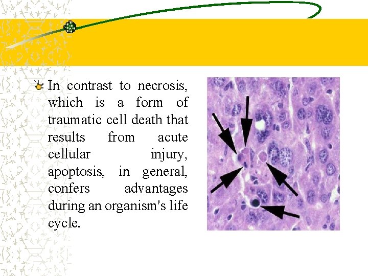 In contrast to necrosis, which is a form of traumatic cell death that results