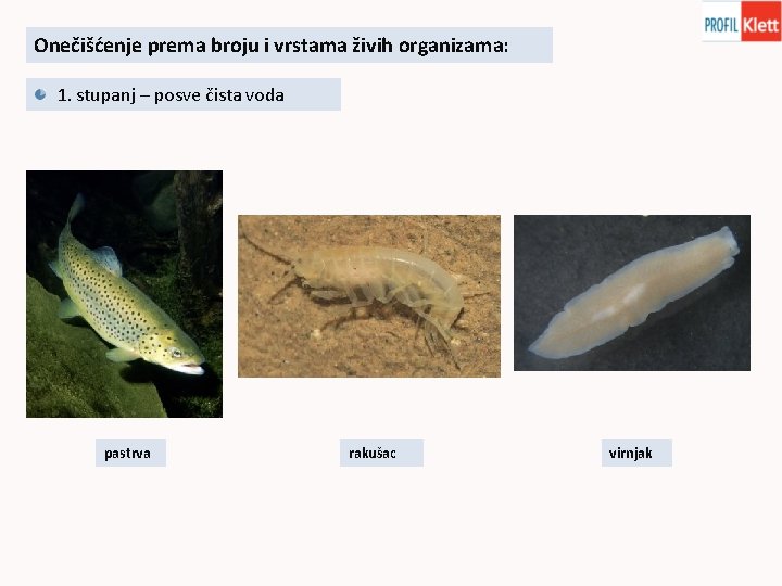 Onečišćenje prema broju i vrstama živih organizama: 1. stupanj – posve čista voda pastrva