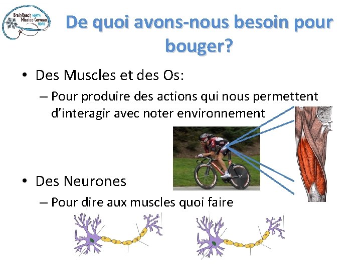 De quoi avons-nous besoin pour bouger? • Des Muscles et des Os: – Pour