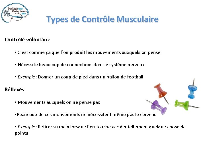 Types de Contrôle Musculaire Contrôle volontaire • C’est comme ça que l’on produit les