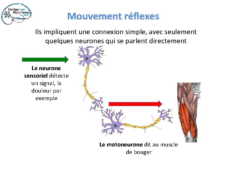 Mouvement réflexes Ils impliquent une connexion simple, avec seulement quelques neurones qui se parlent