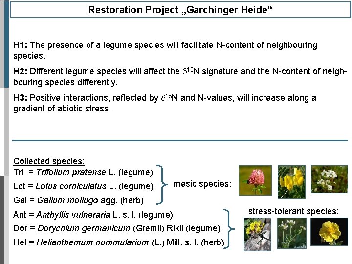 Restoration Project „Garchinger Heide“ H 1: The presence of a legume species will facilitate