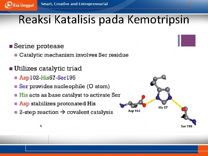 Reaksi Katalisis pada Kemotripsin 