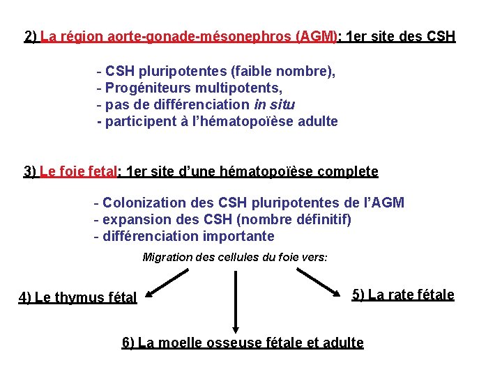 2) La région aorte-gonade-mésonephros (AGM): 1 er site des CSH - CSH pluripotentes (faible