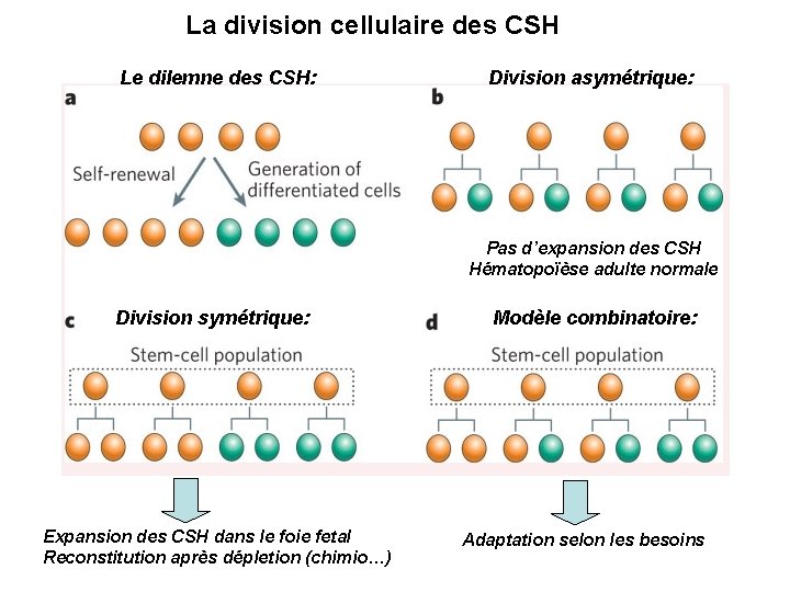 La division cellulaire des CSH Le dilemne des CSH: Division asymétrique: Pas d’expansion des