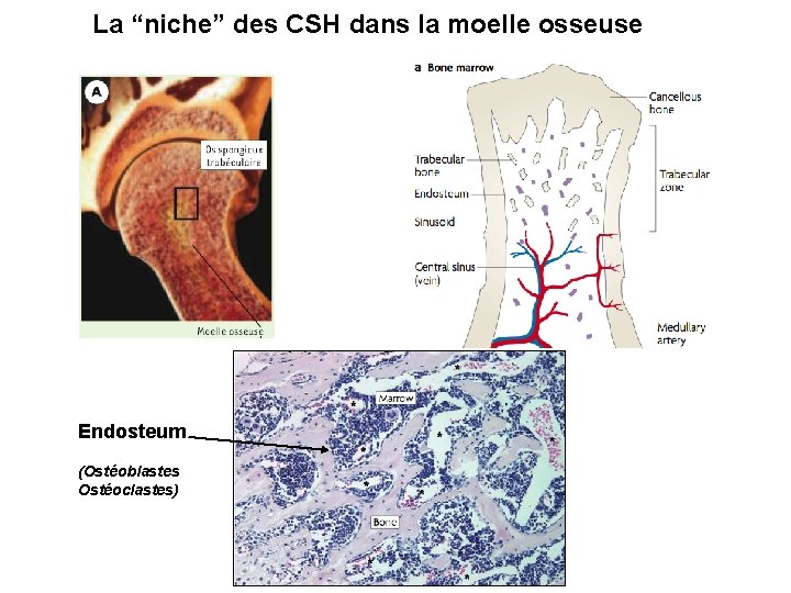 La “niche” des CSH dans la moelle osseuse Endosteum (Ostéoblastes Ostéoclastes) 