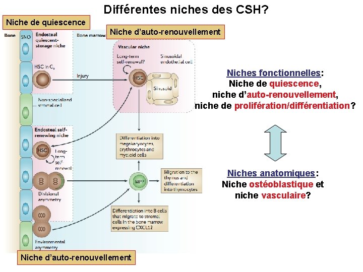 Différentes niches des CSH? Niche de quiescence Niche d’auto-renouvellement Niches fonctionnelles: Niche de quiescence,