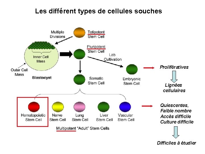 Les différent types de cellules souches Prolifératives Lignées cellulaires Quiescentes, Faible nombre Accès difficile