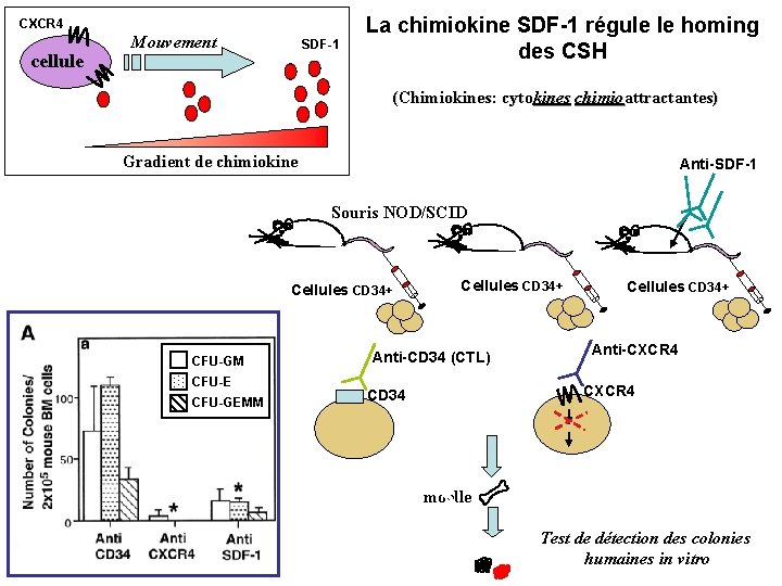 CXCR 4 cellule Mouvement SDF-1 La chimiokine SDF-1 régule le homing des CSH (Chimiokines: