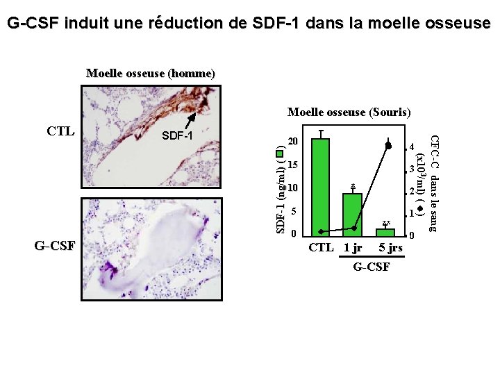 G-CSF induit une réduction de SDF-1 dans la moelle osseuse Moelle osseuse (homme) Moelle