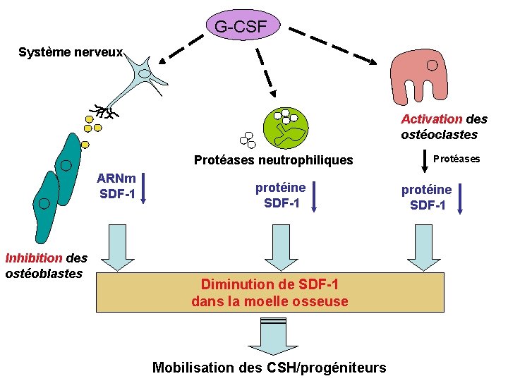 G-CSF Système nerveux Activation des ostéoclastes Protéases neutrophiliques ARNm SDF-1 Inhibition des ostéoblastes protéine