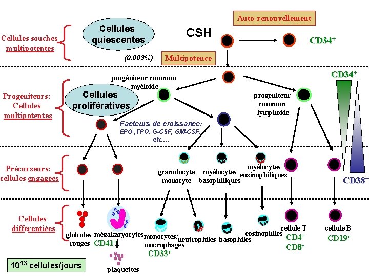 Auto-renouvellement Cellules quiescentes Cellules souches multipotentes CSH (0. 003%) CD 34+ Multipotence CD 34+