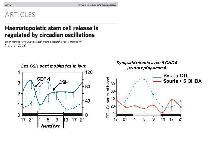 Nature, 2008 Les CSH sont mobilisées le jour: SDF-1 CSH lumière Sympathéctomie avec 6