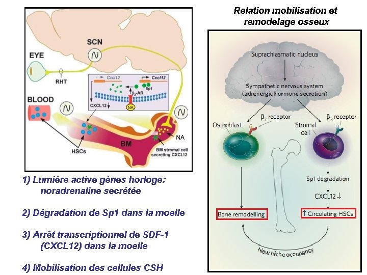 Relation mobilisation et remodelage osseux 1) Lumière active gènes horloge: noradrenaline secrétée 2) Dégradation