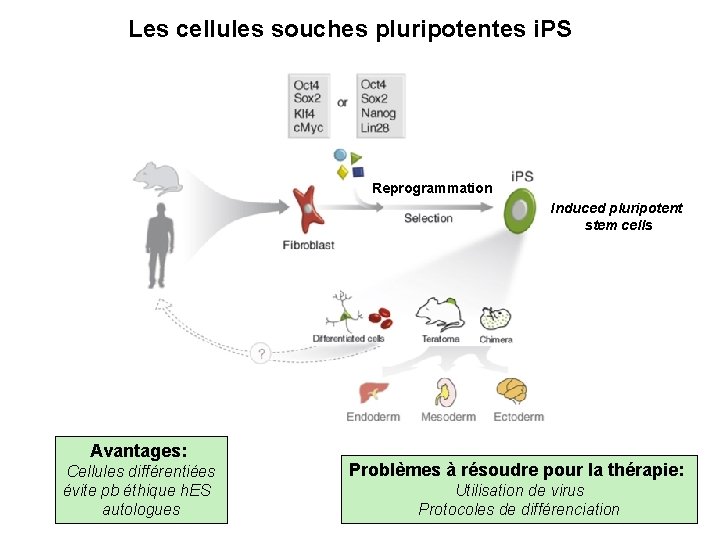 Les cellules souches pluripotentes i. PS Reprogrammation Induced pluripotent stem cells Avantages: Cellules différentiées