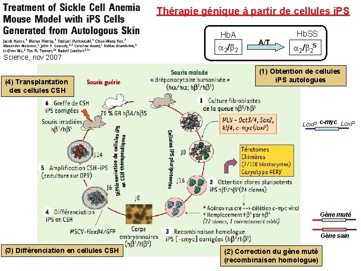 Thérapie génique à partir de cellules i. PS Hb. A 2/ 2 Science, nov