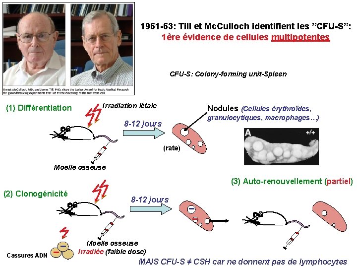 1961 -63: Till et Mc. Culloch identifient les ”CFU-S”: 1ère évidence de cellules multipotentes