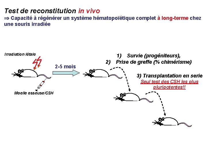 Test de reconstitution in vivo Capacité à régénérer un système hématopoïétique complet à long-terme