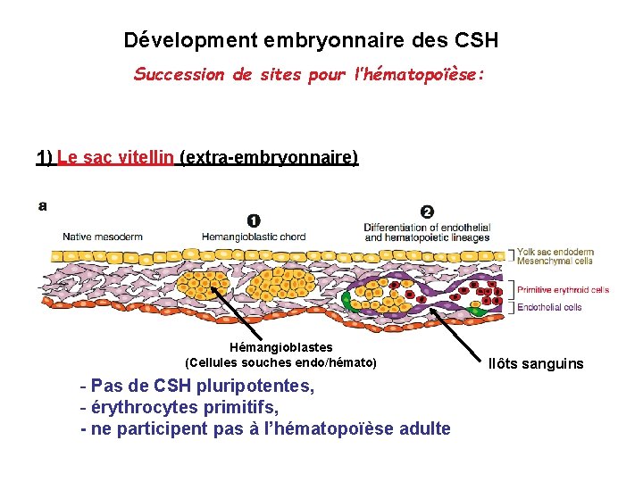 Dévelopment embryonnaire des CSH Succession de sites pour l’hématopoïèse: 1) Le sac vitellin (extra-embryonnaire)