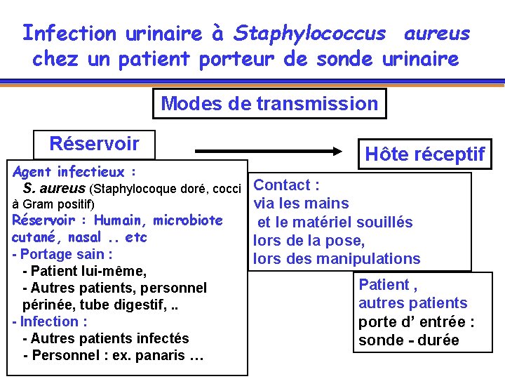 Infection urinaire à Staphylococcus aureus chez un patient porteur de sonde urinaire Modes de